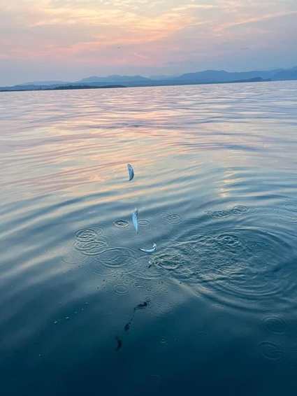 Fishing for sardines from the motorboat on Lake Garda at sunset 3